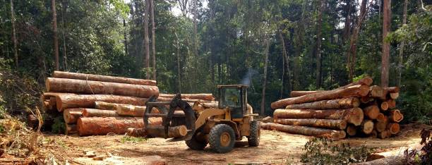 How Our Tree Care Process Works  in  East Pittsburgh, PA