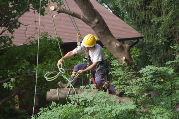 Best Artificial Turf Installation  in East Pittsburgh, PA