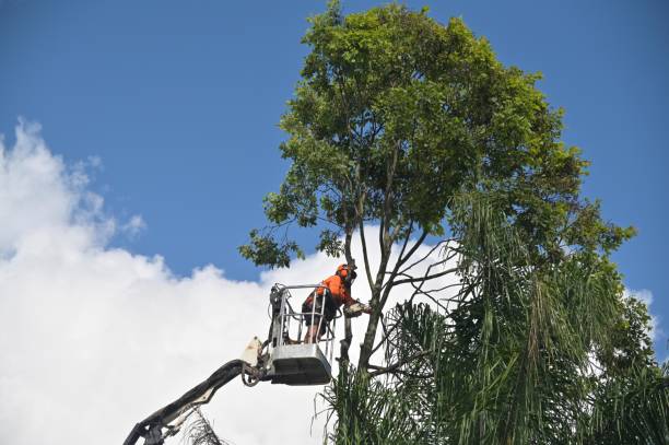 Best Firewood Processing and Delivery  in East Pittsburgh, PA