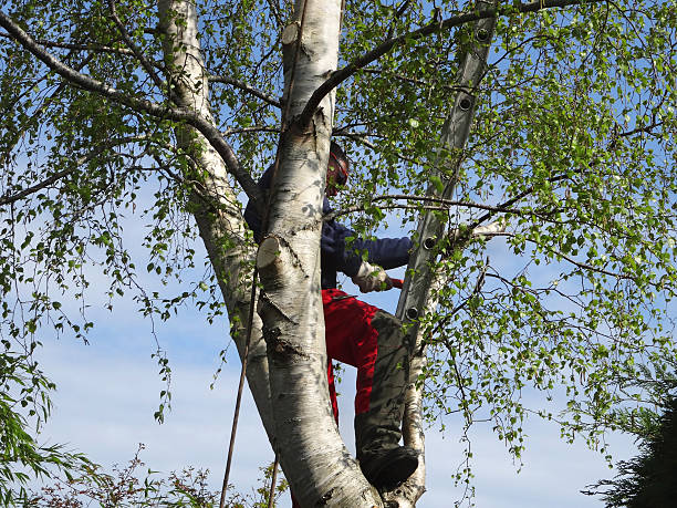 Best Tree Health Inspection  in East Pittsburgh, PA