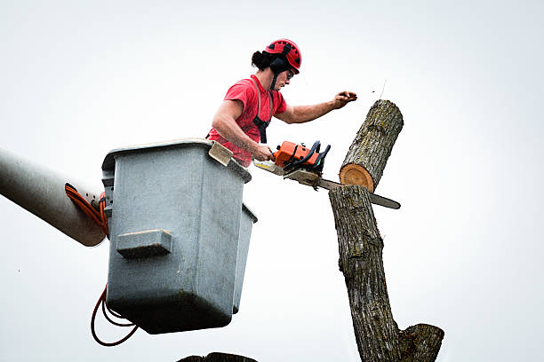 Reliable East Pittsburgh, PA Tree Care Solutions