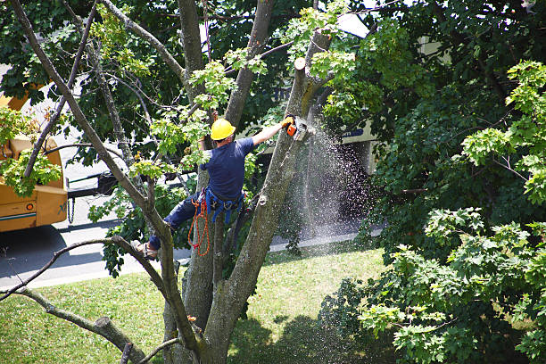 Best Lot and Land Clearing  in East Pittsburgh, PA
