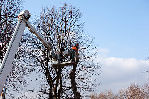  East Pittsburgh, PA Tree Care Pros