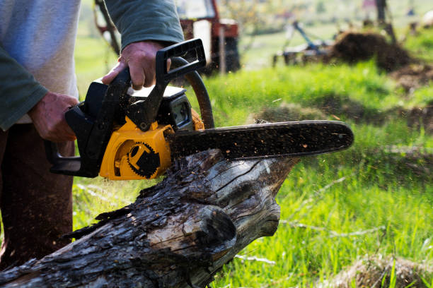 Best Tree Trimming and Pruning  in East Pittsburgh, PA