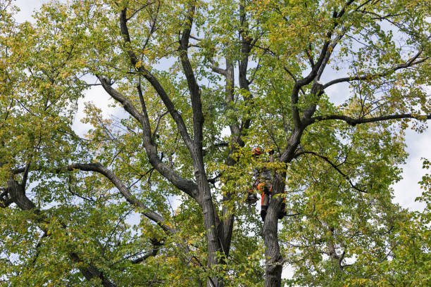 Best Tree Removal  in East Pittsburgh, PA